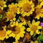 Goldfields (Lasthenia californica ssp. californica): Natives which tend to cover the ground like a gorgeous vast carpet.